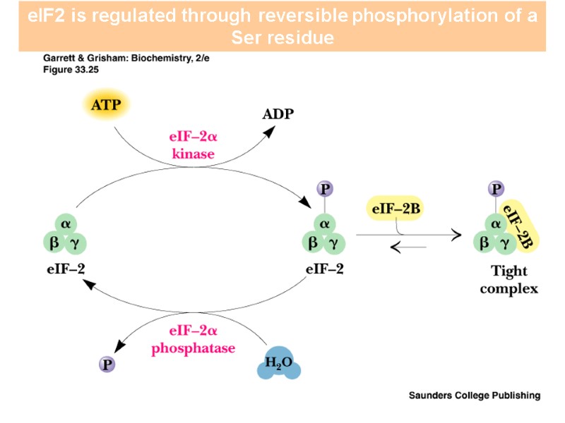 eIF2 is regulated through reversible phosphorylation of a Ser residue